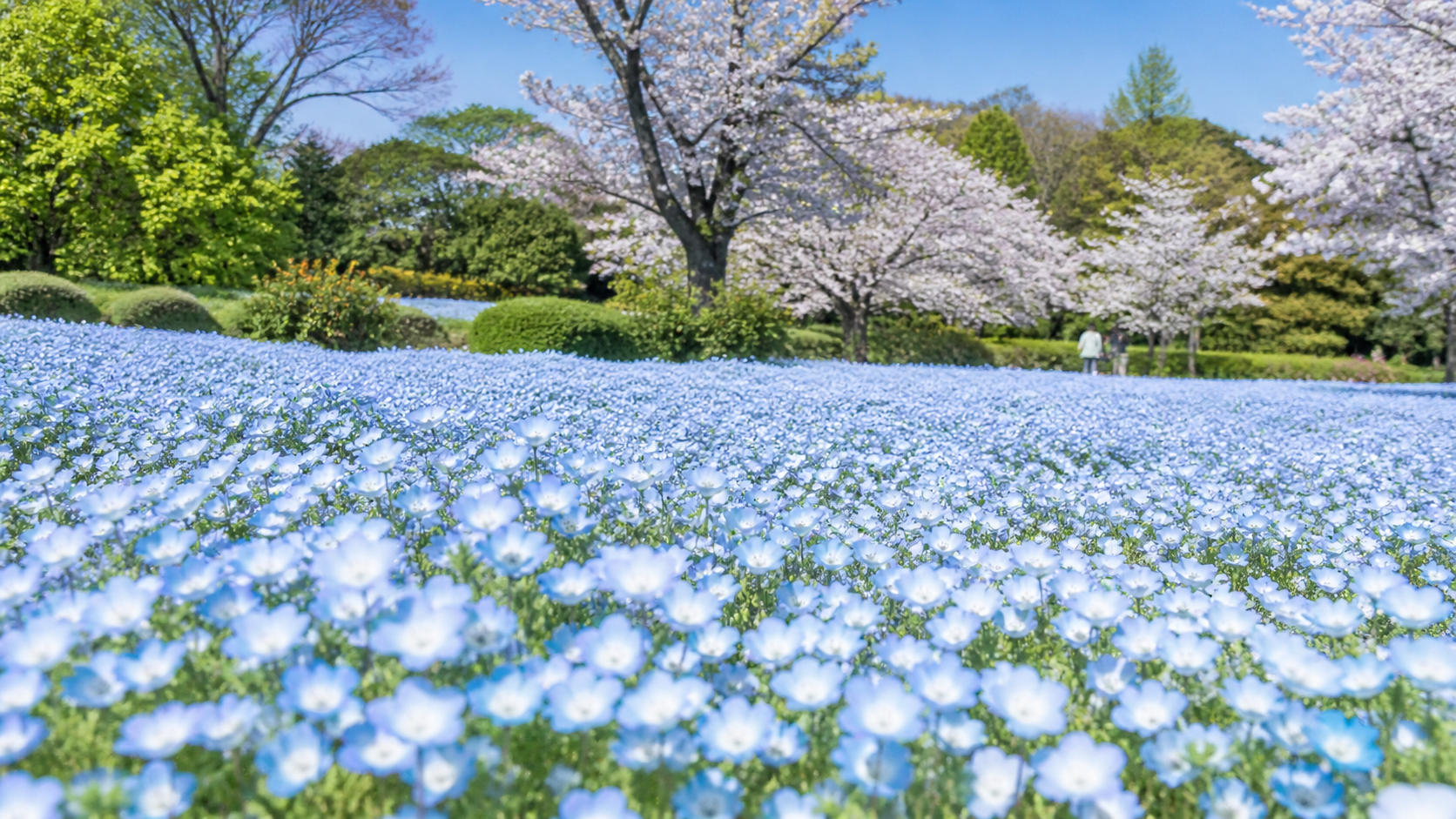 慈眼寺公園のネモフィラの見頃と青い花畑の風景